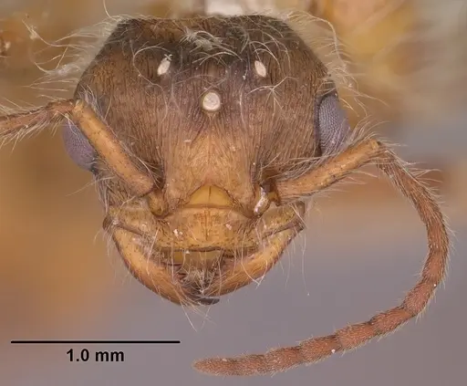 Pogonomyrmex occidentalis specimen CASENT0104465 image casent0104465_2