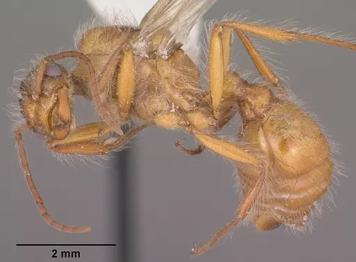Pogonomyrmex occidentalis specimen CASENT0104465 image casent0104465_3