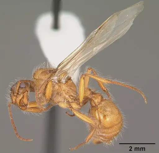 Pogonomyrmex occidentalis specimen CASENT0104465 image casent0104465_4