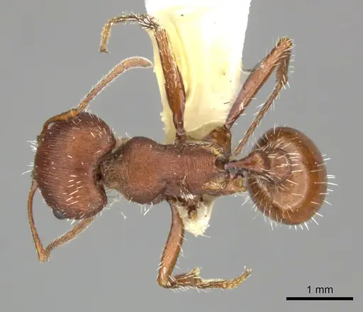 Pogonomyrmex occidentalis specimen CASENT0235310 image casent0235310_1