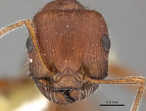 Pogonomyrmex occidentalis specimen CASENT0235310 image casent0235310_2