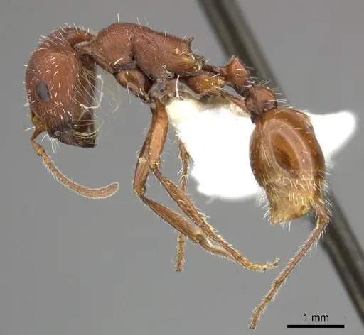 Pogonomyrmex occidentalis specimen CASENT0235310 image casent0235310_3