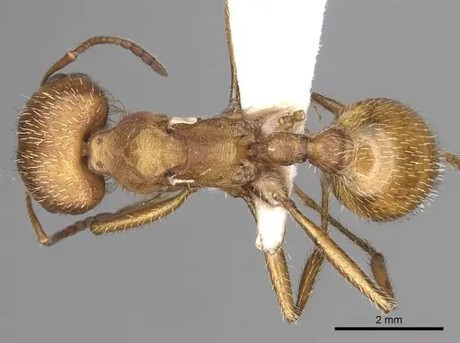 Pogonomyrmex occidentalis specimen CASENT0281116 image casent0281116_1