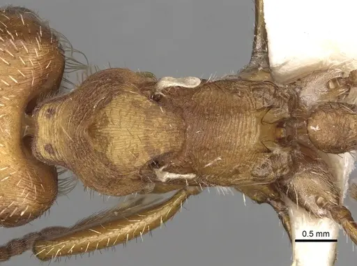 Pogonomyrmex occidentalis specimen CASENT0281116 image casent0281116_2