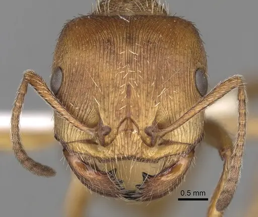 Pogonomyrmex occidentalis specimen CASENT0281116 image casent0281116_3