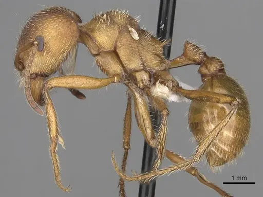 Pogonomyrmex occidentalis specimen CASENT0281116 image casent0281116_4