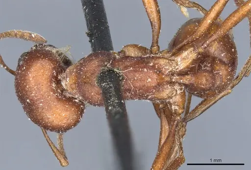 Pogonomyrmex occidentalis specimen CASENT0904111 image casent0904111_1