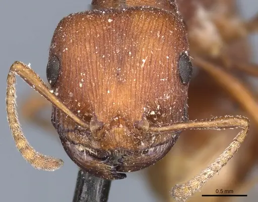 Pogonomyrmex occidentalis specimen CASENT0904111 image casent0904111_2