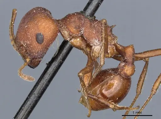 Pogonomyrmex occidentalis specimen CASENT0904111 image casent0904111_3