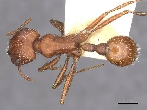 Pogonomyrmex occidentalis specimen CASENT0913099 image casent0913099_1