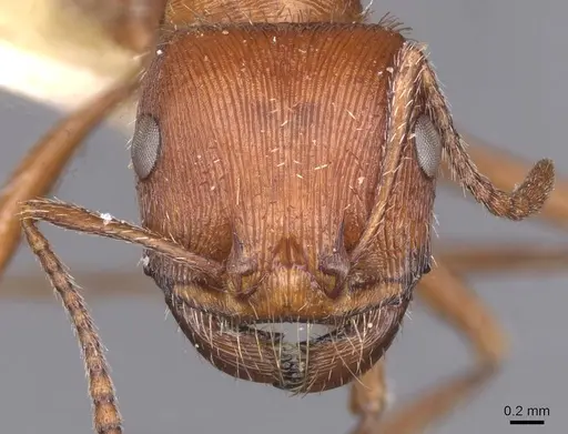 Pogonomyrmex occidentalis specimen CASENT0913099 image casent0913099_2