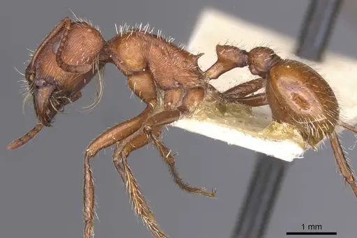 Pogonomyrmex occidentalis specimen CASENT0913099 image casent0913099_3