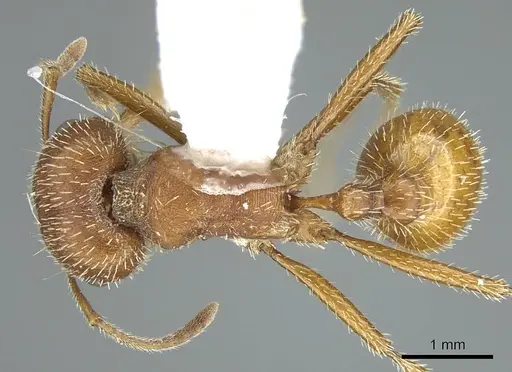 Pogonomyrmex occidentalis specimen CASENT0914459 image casent0914459_1