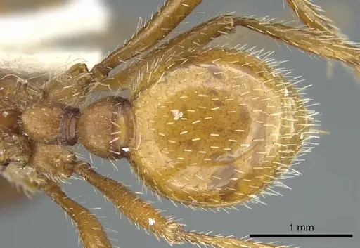 Pogonomyrmex occidentalis specimen CASENT0914459 image casent0914459_2