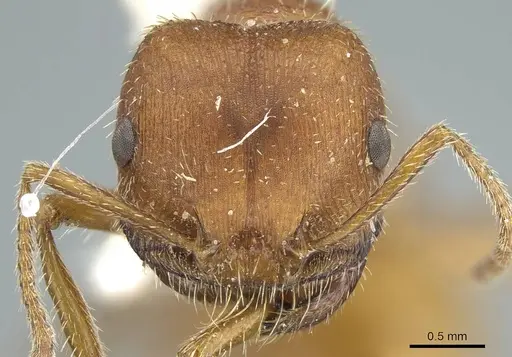 Pogonomyrmex occidentalis specimen CASENT0914459 image casent0914459_3