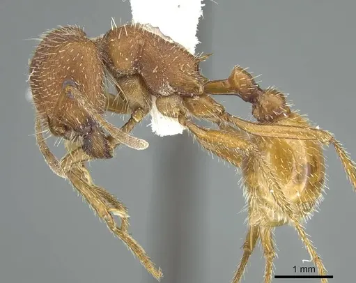 Pogonomyrmex occidentalis specimen CASENT0914459 image casent0914459_4