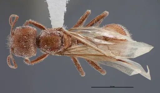 Pogonomyrmex occidentalis specimen FMNHINS0000083023 image fmnhins0000083023_1