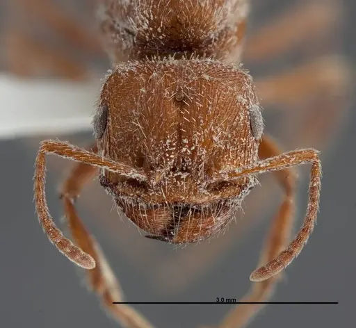 Pogonomyrmex occidentalis specimen FMNHINS0000083023 image fmnhins0000083023_2