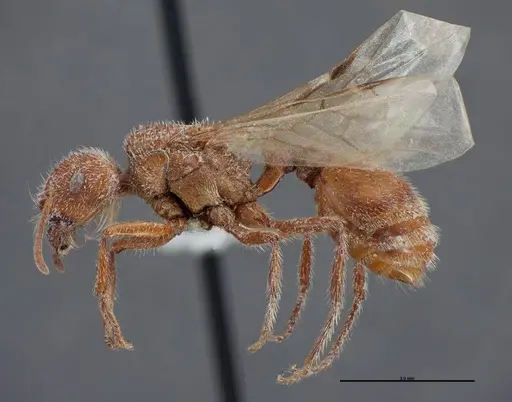 Pogonomyrmex occidentalis specimen FMNHINS0000083023 image fmnhins0000083023_3