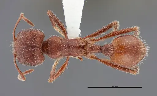 Pogonomyrmex occidentalis specimen FMNHINS0000083025 image fmnhins0000083025_1