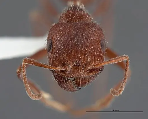 Pogonomyrmex occidentalis specimen FMNHINS0000083025 image fmnhins0000083025_2