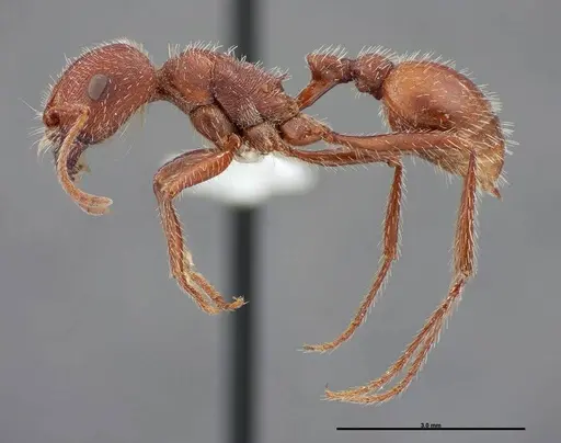 Pogonomyrmex occidentalis specimen FMNHINS0000083025 image fmnhins0000083025_3