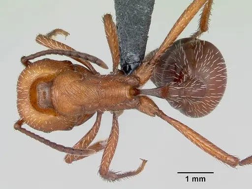 Pogonomyrmex pencosensis specimen CASENT0172682 image casent0172682_1