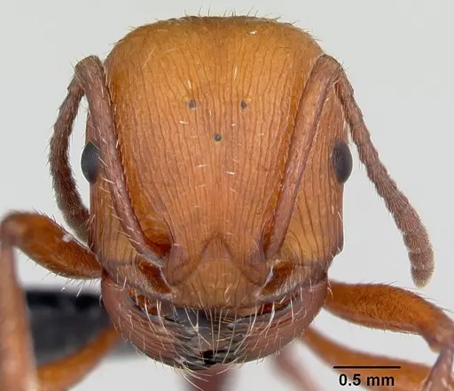Pogonomyrmex pencosensis specimen CASENT0172682 image casent0172682_2