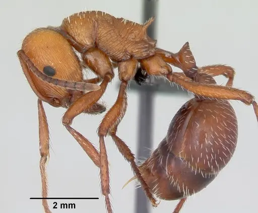 Pogonomyrmex pencosensis specimen CASENT0172682 image casent0172682_3