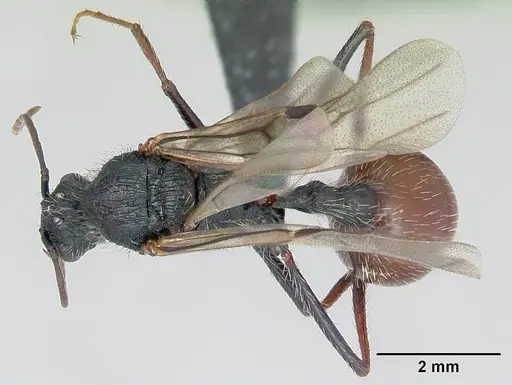 Pogonomyrmex pencosensis specimen CASENT0172683 image casent0172683_1