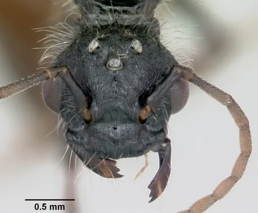 Pogonomyrmex pencosensis specimen CASENT0172683 image casent0172683_2