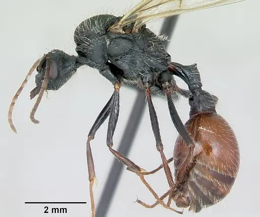 Pogonomyrmex pencosensis specimen CASENT0172683 image casent0172683_3