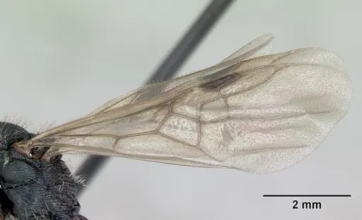 Pogonomyrmex pencosensis specimen CASENT0172683 image casent0172683_4