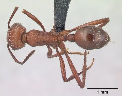 Pogonomyrmex pencosensis specimen CASENT0178878 image casent0178878_1