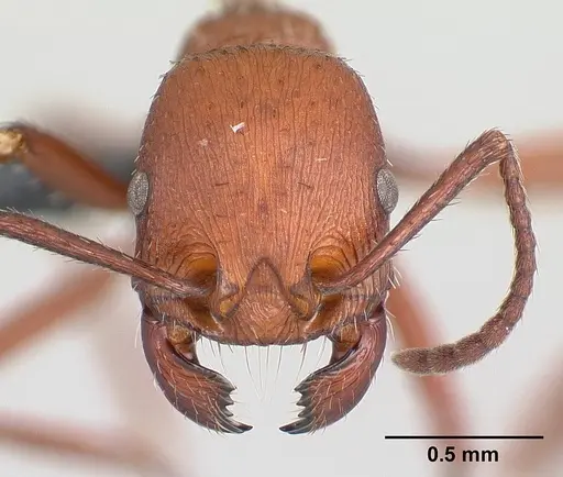 Pogonomyrmex pencosensis specimen CASENT0178878 image casent0178878_2