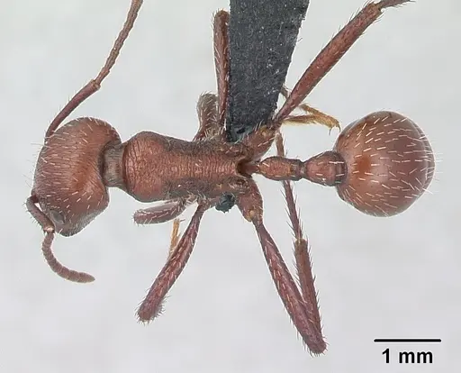 Pogonomyrmex pencosensis specimen CASENT0178879 image casent0178879_1