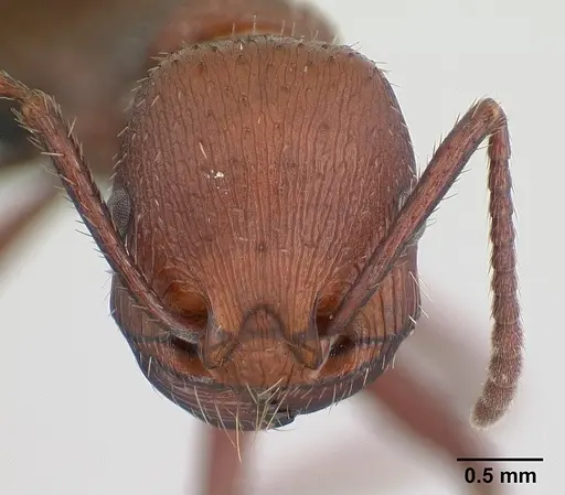 Pogonomyrmex pencosensis specimen CASENT0178879 image casent0178879_2