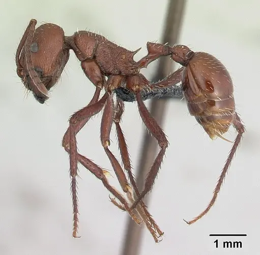 Pogonomyrmex pencosensis specimen CASENT0178879 image casent0178879_3