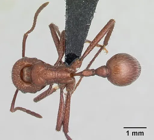 Pogonomyrmex pencosensis specimen CASENT0178880 image casent0178880_1