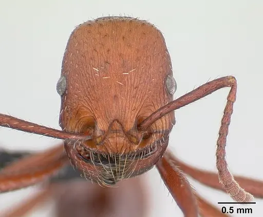 Pogonomyrmex pencosensis specimen CASENT0178880 image casent0178880_2