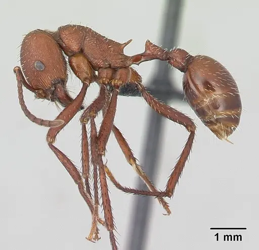 Pogonomyrmex pencosensis specimen CASENT0178880 image casent0178880_3
