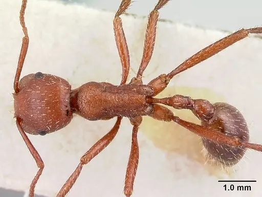 Pogonomyrmex pencosensis specimen CASENT0217253 image casent0217253_1