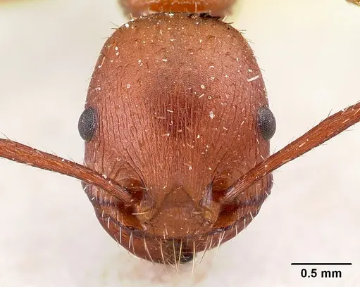 Pogonomyrmex pencosensis specimen CASENT0217253 image casent0217253_2