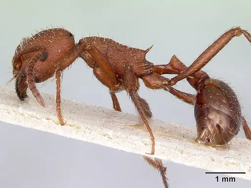 Pogonomyrmex pencosensis specimen CASENT0217253 image casent0217253_3