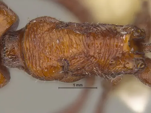 Pogonomyrmex pencosensis specimen CASENT0869790 image casent0869790_1