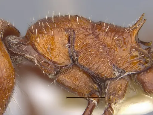Pogonomyrmex pencosensis specimen CASENT0869790 image casent0869790_2
