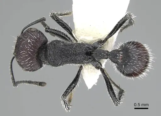 Pogonomyrmex pichachen specimen CASENT0922166 image casent0922166_1