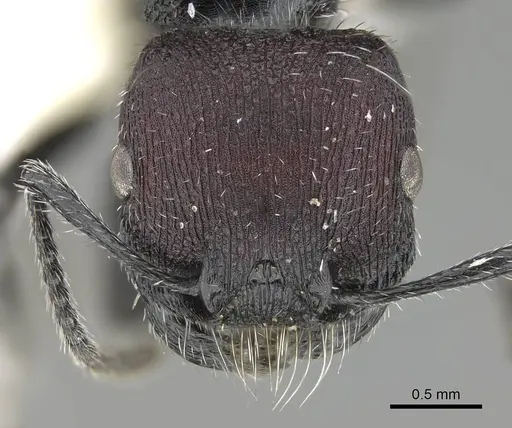 Pogonomyrmex pichachen specimen CASENT0922166 image casent0922166_3