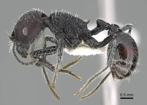 Pogonomyrmex pichachen specimen CASENT0922166 image casent0922166_4