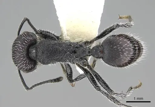 Pogonomyrmex pichachen specimen CASENT0922169 image casent0922169_1